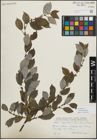Foto von Salix myrsinifolia Salisb.